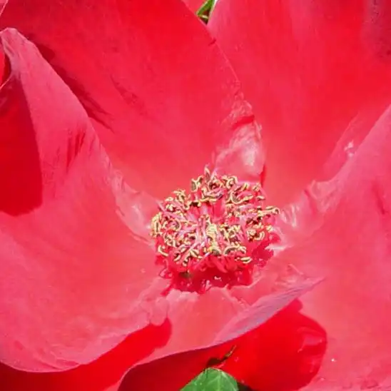Comanda trandafiri online - Roșu - trandafir de parc - trandafir cu parfum discret - Rosa Robusta® - Reimer Kordes - ,-